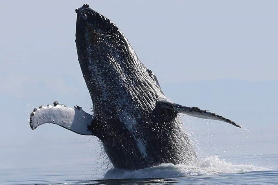 Humpback whale breaching in Alaska